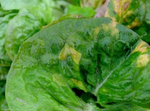 Les taches de mildiou ont souvent dans un  premier temps une teinte verte pâle à jaune, et sont plutôt délimitées par les nervures. <b><i>Bremia lactucae</i></b> (mildiou de la salade, downy mildew)