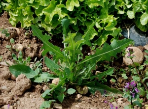Lactuca_serriola_salade_BM_698