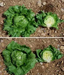 batavia_iceberg_salade_LJ_705_709
