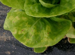 Plusieurs taches angulaires jaunes, devenant progressivement nécrotiques, se sont rejointes et affectent maintenant de larges secteurs du limbe de cette feuille de laitue. <i><b>Bremia lactucae</b></i> (mildiou de la salade, downy mildew)