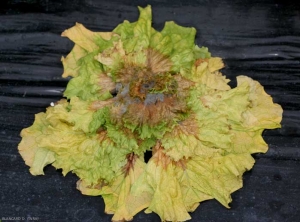 <b><i>Botrytis cinerea</i></b> est en train d'envahir cette salade flétrie (stade 1). (moisissure grise, grey mold)