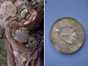 <b><i>Fomitiporia</i> sp.</b> peut produire sur le bois des carpophores aplatis brun-rose (a). Le mycélium de ce champignon isolé en boite de pétri est caractérisé par sa couleur ocre (b).