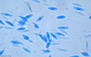 Les spores alpha de <b><i>Phomopsis viticola</i></b> sont elliptiques à fusoïdes ;  aux pôles de ces spores, on note deux formations sphériques caractéristiques, comparables à des gouttes d'huile.