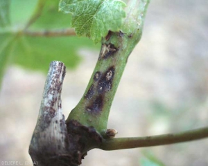 Aspect de lésions récentes sur rameau liées à  l'attaque de <b><i>Phomopsis viticola</i></b> (excoriose)
