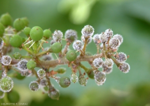 <b><i>Plasmopara viticola</i></b> : symptôme de 'rot gris' sur baies immatures. L'agent du mildiou a fortement sporulé sur ces dernières une fois colonisées.