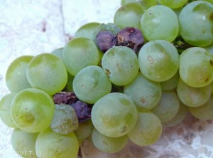 Dégâts occasionnés sur grappe de chasselas à maturité : <b><i>Lobesia botrana</i></b>  