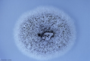 aspergillus_3