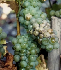 Les baies de cette grappe qui ont été atteinte par <i><b>Rhizopus stolonifer </b></i>ont changé de couleur : elles sont devenues beiges.