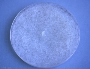 <i><b>Rhizopus stolonifer</b></i> : aspect de la colonie sur milieu malt-agar.