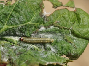 La chenille de <b><i>Sparganothis pilleriana</i></b> possède une tête noire et un corps gris-beige. Photo Sygenta