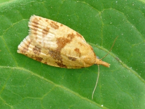 L'adulte de <b><i>Sparganothis pilleriana</i></b> est facilement reconnaisable par rapport aux autres tordeuses de la vigne car il est plus gros. Au repos, ses ailes sont disposées en triangle. Photo P. Gros, insecte.org