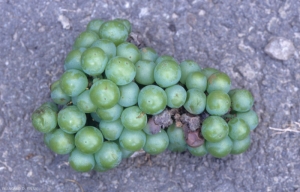 Plusieurs baies de cette grappe verte sont plus ou moins pourries et ratatinées à la suite d'une attaque de <b><i>Botrytis cinerea</i></b>.