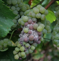 Sur cépage blanc, les baies atteintes par <i><b>Botrytis cinerea</b></i> brunissent et une moisissure grise s'étend à leur surface.