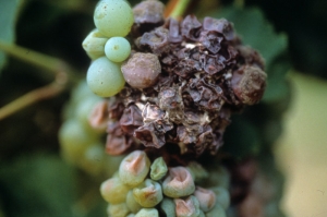 <b><i>Botrytis cinerea </i></b>: stade avancé de l'attaque sur cépage blanc.