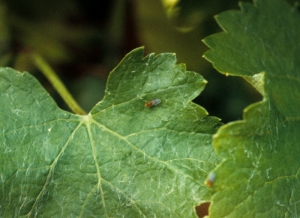 <b><i>Drosophila</i> sp.</b> : mouche du vinaigre sur une feuille de vigne.