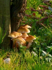 Plusieurs carpophores d'<i><b>Armillaria melea</b></i> se sont développés au pied de ce cep de vigne. Ils confirment la présence de ce redoutable agent de pourridié et la mort programmée du cep. 