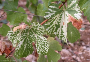 Sur la feuille de gauche, on constate une décoloration des nervures plutôt limitée ; elle a diffusée sur le limbe sur la feuille de droite. <i>Grapevine fan leaf virus</i> (GFLV) <b>court noué</b>