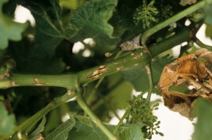 Plusieurs lésions beiges à brunâtres, parfois chancreuses, se sont formées sur ce rameau au niveau des zones d'impact des grêlons. <b>Dégâts de grêle</b>