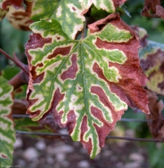 Jaunissement et dessèchement internervaires très caractéristiques de l'<b>esca</b> se manifestant sur une  feuille de vigne de cépage blanc.