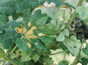 Des plages beiges se propagent à la surface de la feuille: <b>phytotoxicité</b>