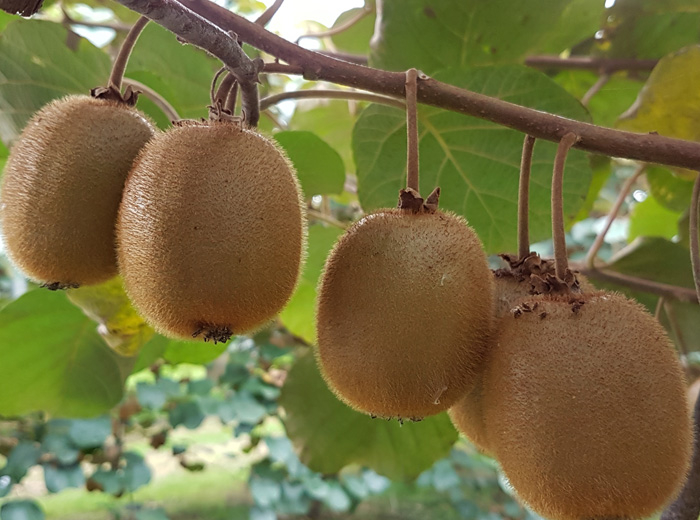 Kiwi