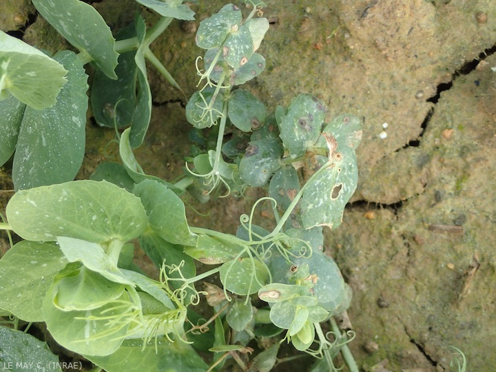 VigiColleto
