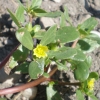 Portulacaceae