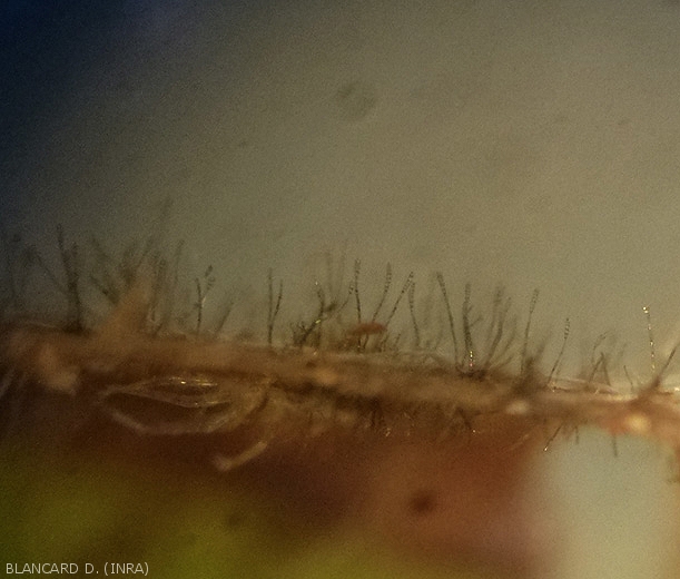 Molte conidiofore nerastre, ognuna con una conidia pluricellulare, sono eretti sulla superficie di questa foglia di pomodoro. <b><i>Corynespora cassiicola</b></i> (corynesporiose)
