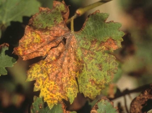 Questo tipo di sintomo, chiamato 'muffa del mosaico', causato da <b> <i> Plasmopara viticola </i> </b> su una foglia di vite, è qui in uno stadio avanzato: le macchie disparate si uniscono e diventano necrotiche.