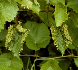 Presenza di numerose galle sulla parte inferiore delle foglie di vitigno americano attaccato da <b> <i> Viteus vitifoliae </i> </b>.  Il loro numero provoca una deformazione caratteristica del limbus.  (fillossera)