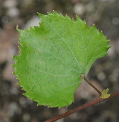 Questa foglia di vite ha delle "dentature" intorno alla sua periferia: <b> Fitotossicità </b>