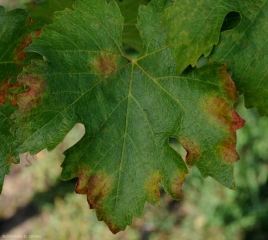 Macchie di peronospora sulle foglie.