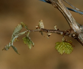 Ramoscello affetto da necrosi batterica.<b> <i> Xylophilus ampelinus </i> </b>.