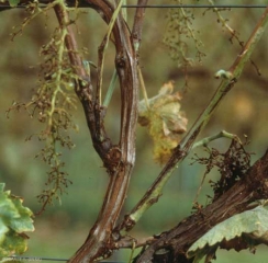 Questo piede affetto da necrosi batterica presentava un cedimento significativo dei boccioli fiorali.  <b> <i> Xylophilus ampelinus </i> </b>