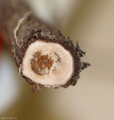 Su questo vitigno, piccole lesioni nere localizzate su alcuni vasi sono associate ad una lesione bruna centrale più estesa.  <b> <i> Ilyonectria liriodendri </i> </b> (piede nero)