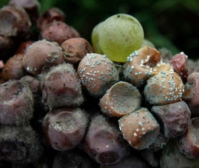 Ci sono diverse bacche particolarmente colpite dal marciume blu causato dal <i> <b> Penicillium expansum </b> </i>.  Le bacche più o meno avvizzite sono ricoperte da cuscinetti spesso vecchi sporigeni di colore grigio-verde scuro.