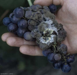 Una colonia di <b> <i> Penicillium </i> sp. </b>, di colore verde scuro al centro e giallo alla periferia, ricopre diversi acini affetti da marciume grigio.