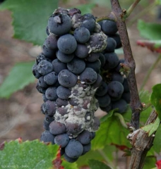 Sui vitigni a bacca nera, <b> <i> Botrytis cinerea </i> </b> provoca la putrefazione degli acini bruno-rossastri.  A ciò si aggiunge la presenza di una caratteristica muffa grigia sulla superficie di questi.  <b> <i> Botrytis cinerea </i> </b> (marciume grigio)