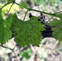 Numerose lesioni necrotiche brune, vene interner, materializzano gli effetti della tossina <i> <b> Eutypa lata </b> </i> sulla vite.