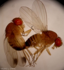 Drosophila_suzuki1