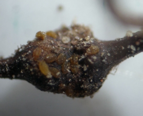 Su questo nodulo osserviamo diverse larve di <i> <b> Daktulosphaira vitifoliae </b> </i> (fillossera)