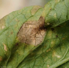 Dettaglio di motivi concentrici su una macchia di corynesporiosi (lato inferiore). <b><i>Corynespora cassiicola</b></i>