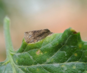 I motivi concentrici sono particolarmente marcati su questa macchia di corynesporiosi. <b><i>Corynespora cassiicola</b></i>