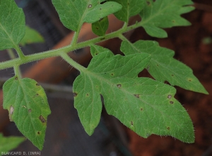 Piccole lesioni umide appaiono sulle foglioline, e si sviluppano radialmente, assumendo una tonalità marrone. A volte sono delimitati dalle nervature. <b><i>Corynespora cassiicola</b></i> (corynesporiose)