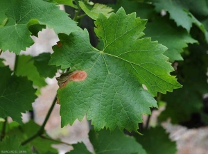 Macchia necrotica rossastra che si sviluppa alla periferia di una foglia di vite.  <b> <i> Botrytis cinerea </i> </b> 