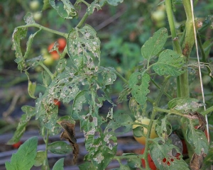 Molte foglie di pomodoro sono state consumate da bruchi di <b>Papille notturne</b>. (noctuelles)