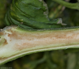 Il midollo di questo stelo sta appena iniziando ad alterarsi. Si brunisce leggermente e in modo diffuso in alcuni punti. <b><i>Pseudomonas corrugata</i></b> (moilla nera, tomato pith necrosis)