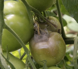 Marciume molle iniziato a livello della cicatrice peduncolare di questo frutto verde di pomodoro. Quest'ultima è ricoperta da una densa muffa grigia. <b><i>Botrytis cinerea</i></b> (muffa grigia, muffa grigia)