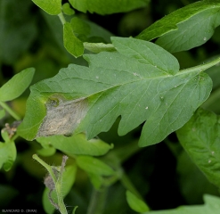 Giovane macchia che si sviluppa sul limbo di una fogliola di pomodoro. I motivi concentrici sono già visibili sui tessuti danneggiati. <b><i>Botrytis cinerea</i></b> (muffa grigia, muffa grigia)