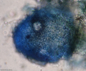 Su questo pycnide si distingue perfettamente il suo ostiolo. <b><i>Didymella lycopersici</i></b> (cancre a <i>Didymella</i>, <i>Didymella</i> foot rot)